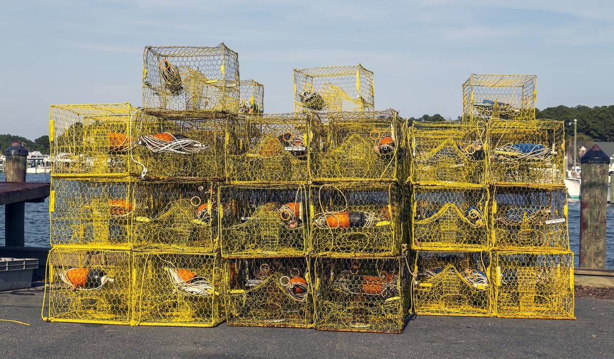 Stacked yellow crab pots with orange floats on a Hoopers Island waterfront